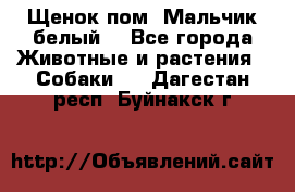 Щенок пом. Мальчик белый  - Все города Животные и растения » Собаки   . Дагестан респ.,Буйнакск г.